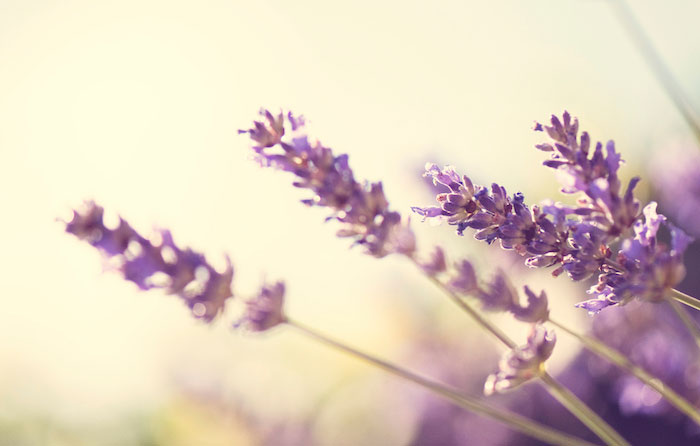 Lavender with a creamy yellow background