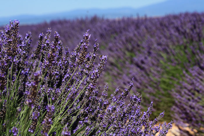 Lavender flower close up