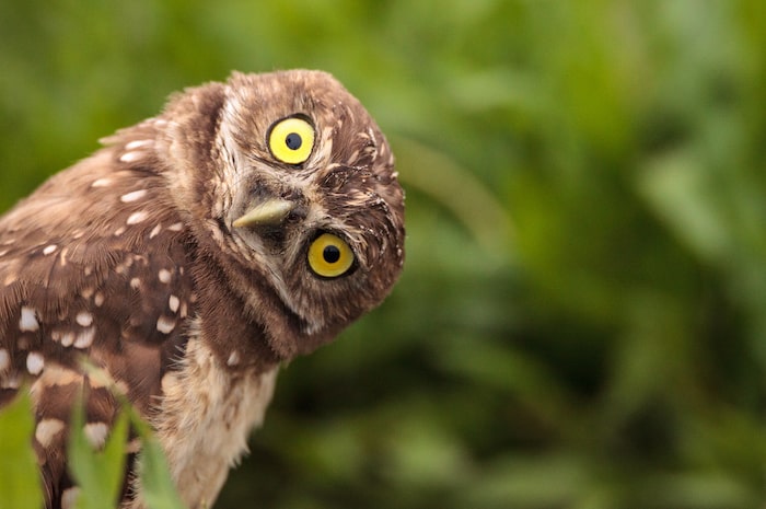 Funny Burrowing owl Athene cunicularia tilts its head outside its burrow on Marco Island, Florida