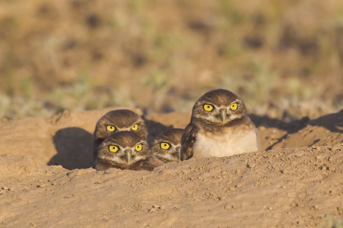 Four baby burrowing owlets pop their heads out of a prairie dog hole to see the new world.
