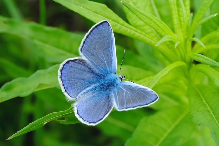 Common blue butterfly