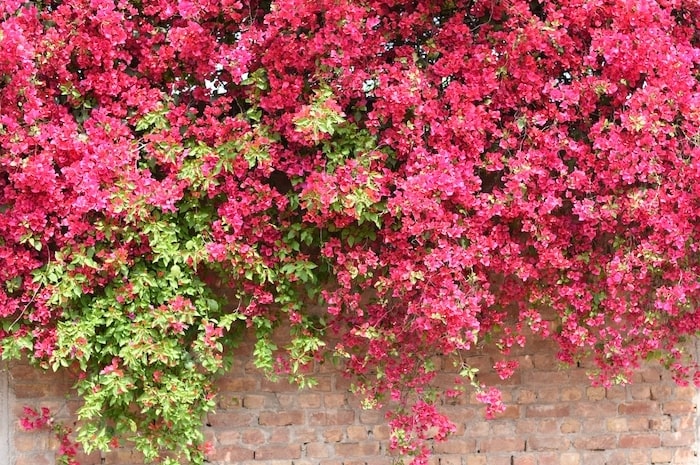 Pretty pink bougainvillea on brick wall