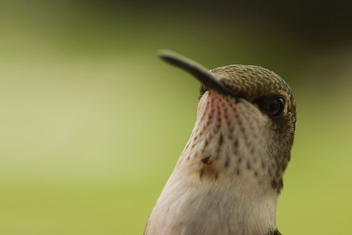 Tiny 2 l/2 inch hummingbird--closeup shot of his head.