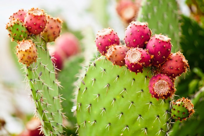 Prickly pear cactus close up with fruit in red color, cactus spines.