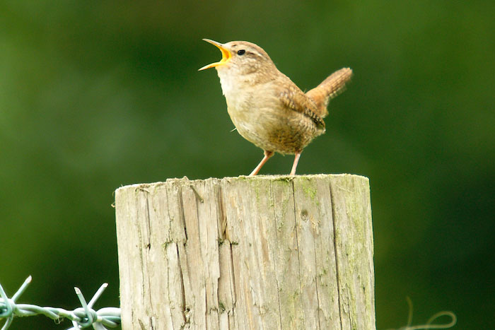 Little bird on post with open beak
