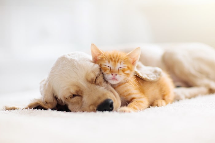 Kitten and puppy taking nap.
