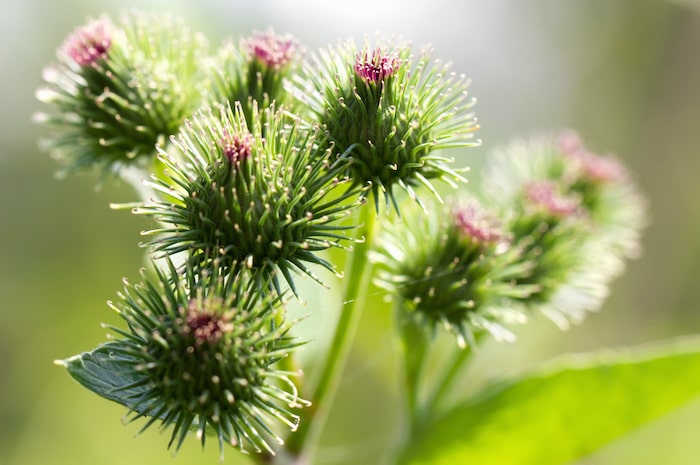 Thistles flower