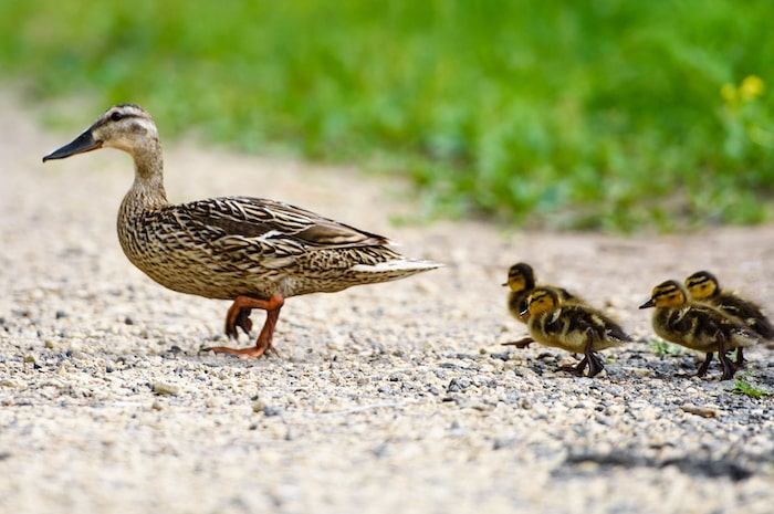Mother duck with ducklings crosses the road.
