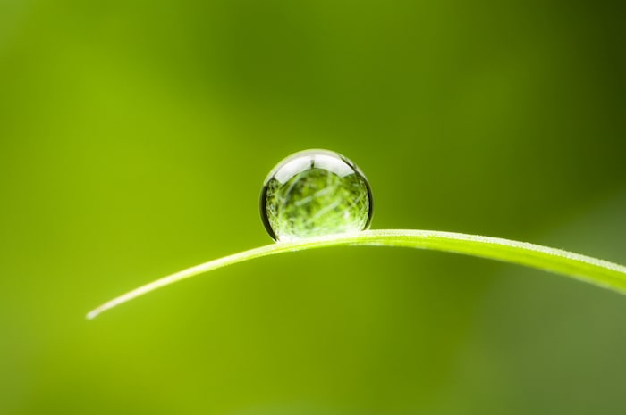 Water droplet on single blade of grass