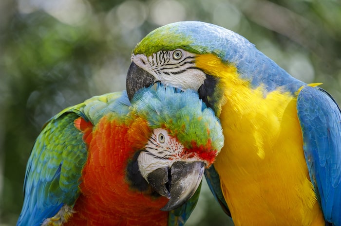 Two parrots - macaw tropical bird couple on nature background – Pantanal wetlands, Brazil