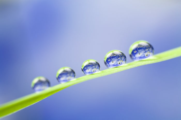 Five water droplets on a single blade of grass
