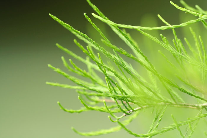 A tree branch with green needles