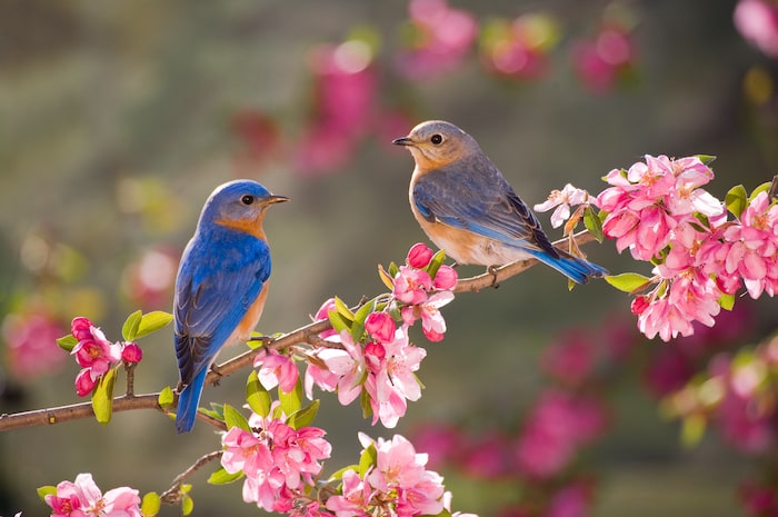 Eastern Bluebirds, male and female, perched on a flowering branch in spring