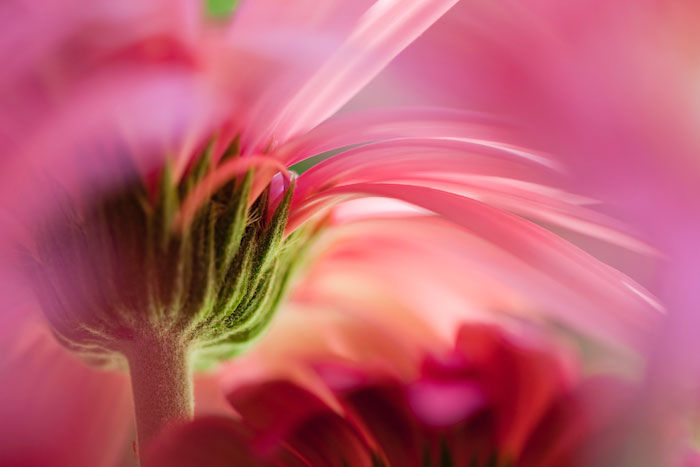 The view from under a gerbera daisy.
