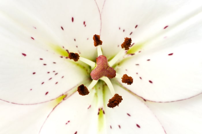 Fragment of white flower closeup