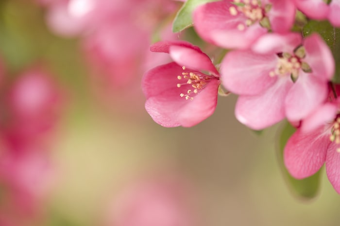 Pink spring flowers