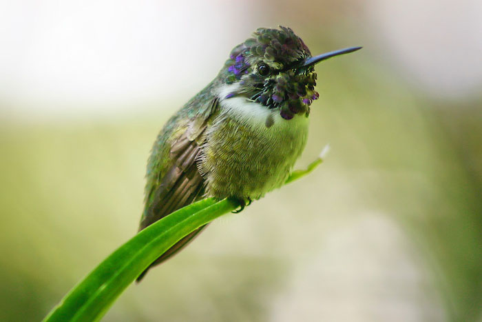 Colorful hummingbird perched on a plant.