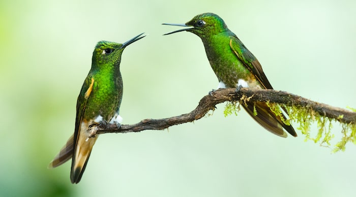 Two birds sitting on fence post