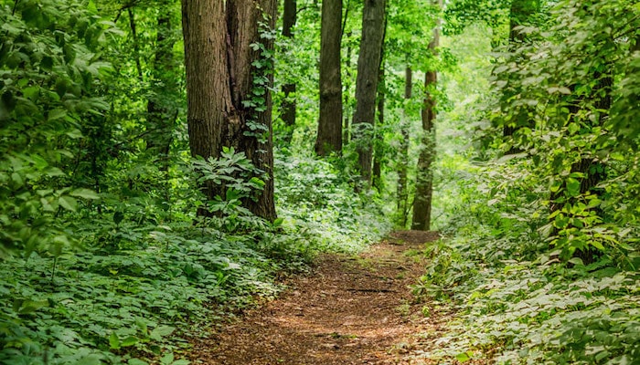 A trail through a forest