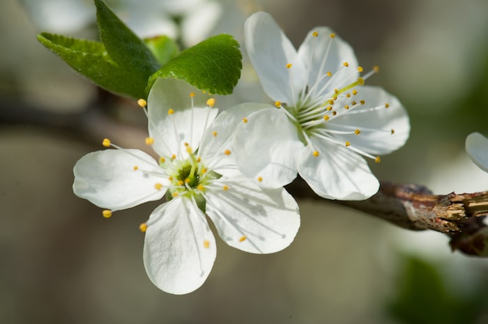 Blossom apple tree