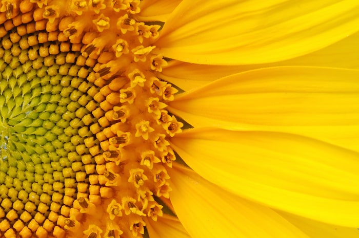 Closeup of beautiful sunflower