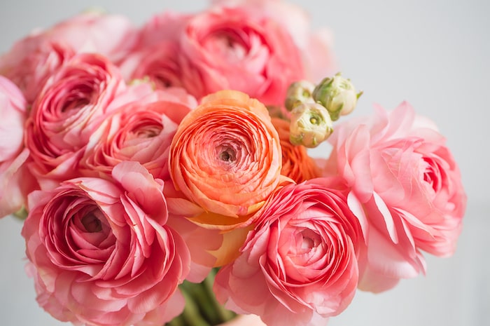 Bunch of pale pink ranunculus persian buttercups