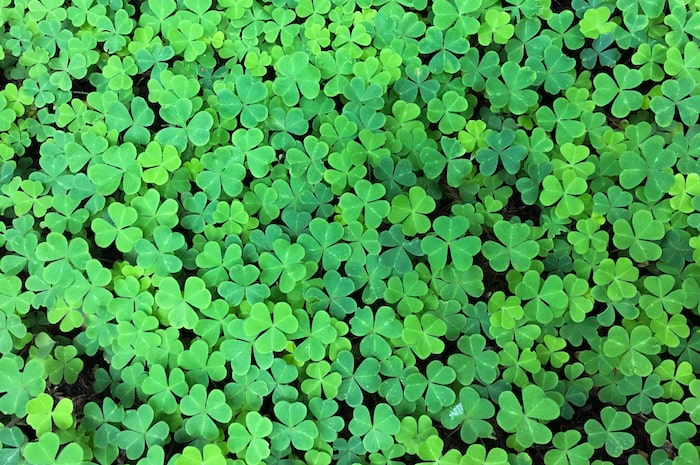 Field of clovers