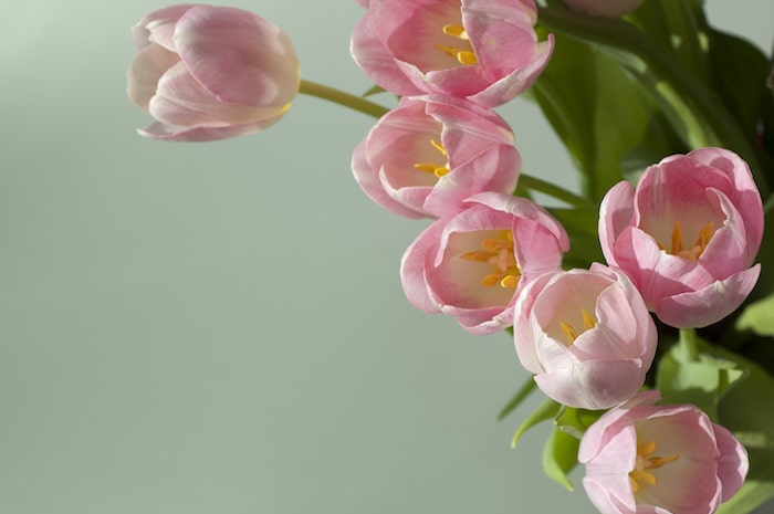 A bunch of pink tulips.