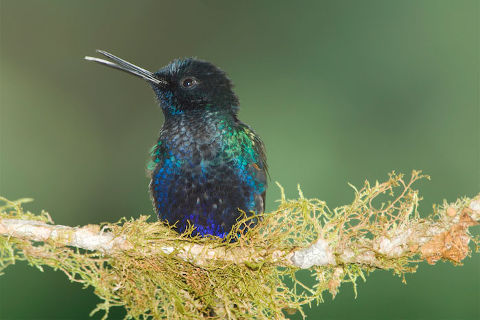 Little bird sitting on a branch