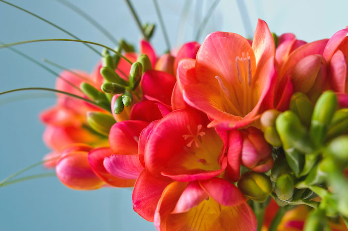 Closeup of redish orange spring flowers