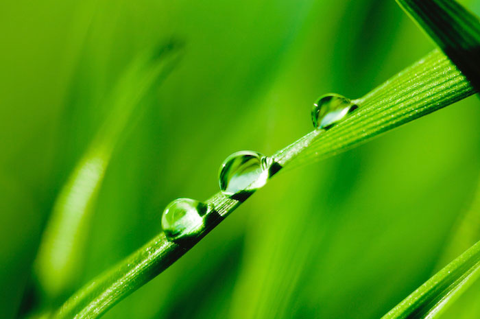 Blade of grass with three water droplets