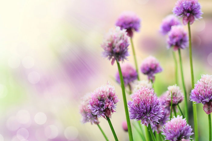 Blooming chive herb