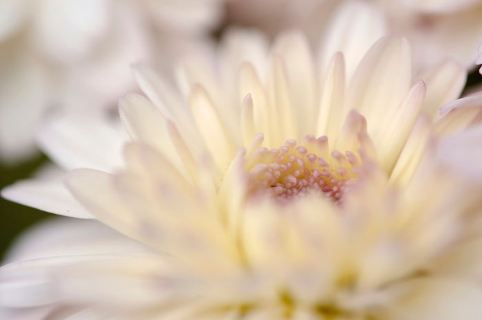 Closeup of chrysanthemum