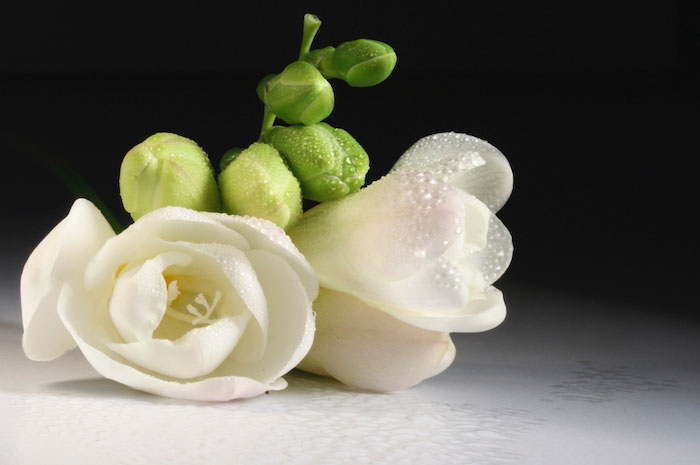 White flower with dewdrops