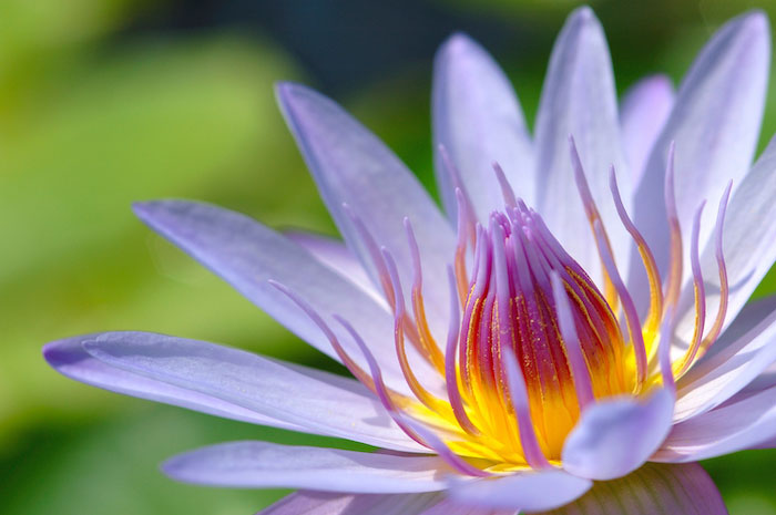 Closeup of purple lotus flower