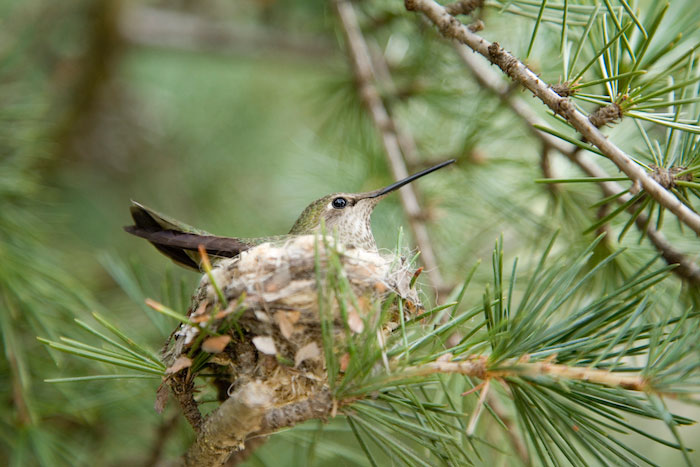 Hummingbird sitting on a branch