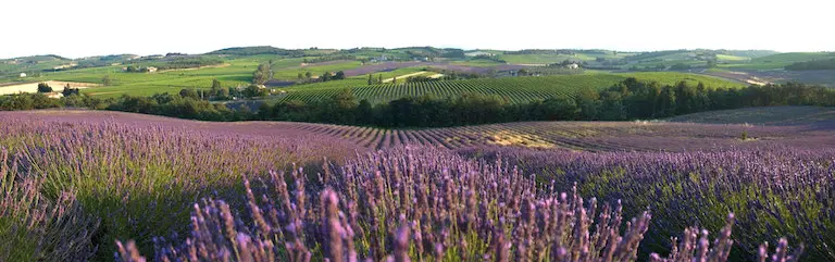 A field of purple flowers
