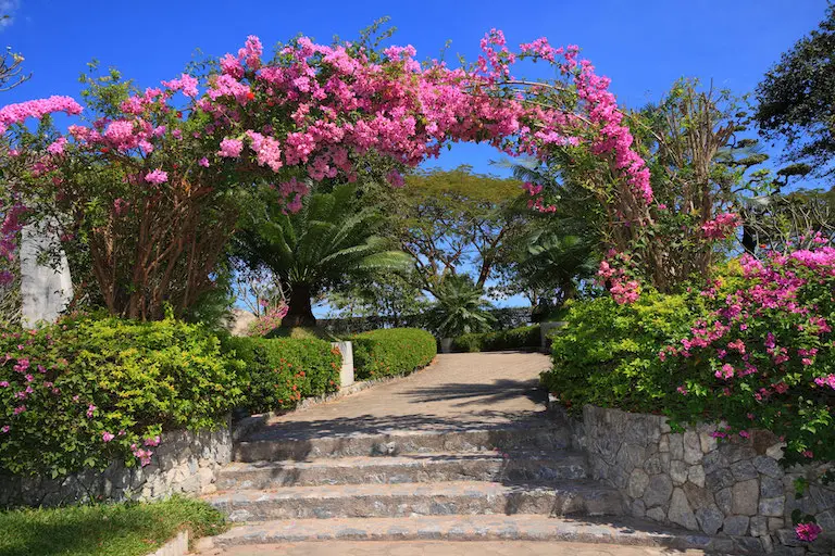 A garden path